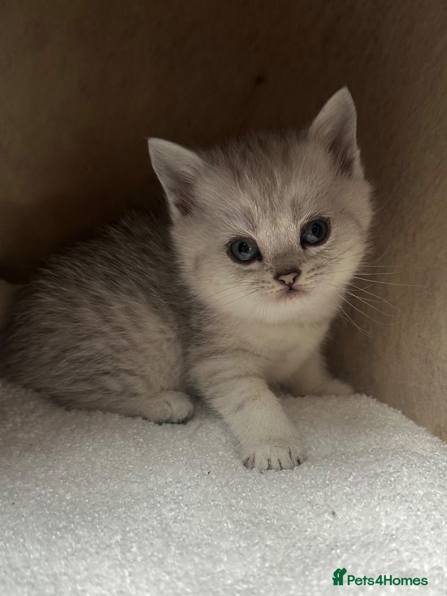 British Shorthair cats Last handsome boy left 😻 - Advert 15