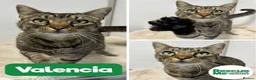 Mixed Breed cats for adoption: Valencia - super friendly in Liverpool - Advert 1