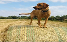 Labrador Retriever dogs for sale: Labrador retriever  - Image 3