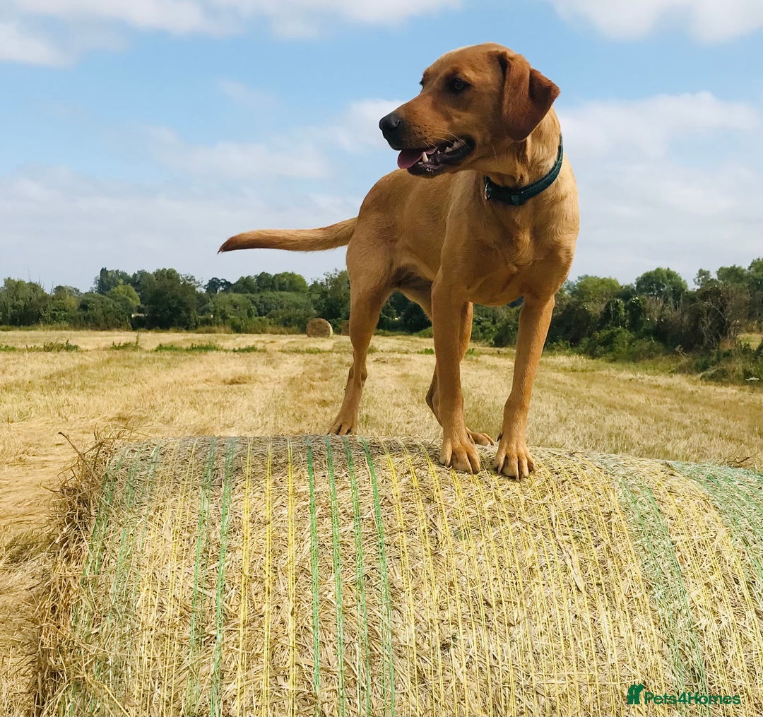 Labrador Retriever dogs for sale: Labrador retriever  - Image 3