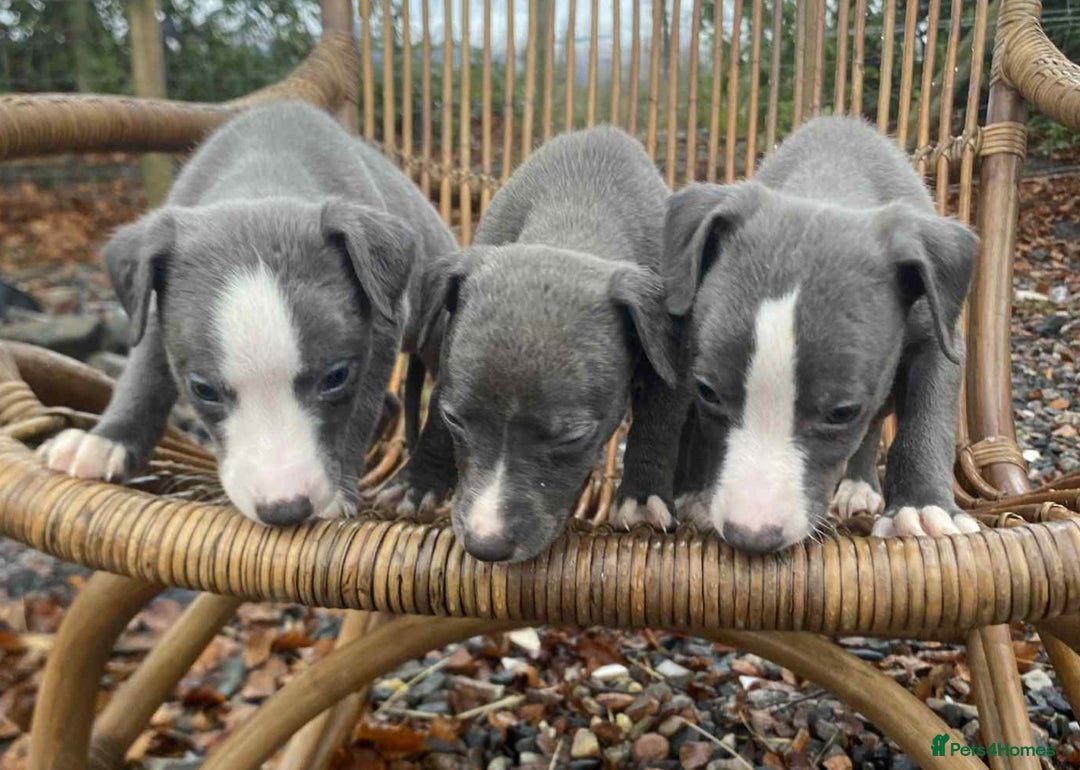 Whippet dogs for sale: Stunning whippet pups - Advert 11