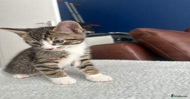 Mixed Breed cats - Advert 16