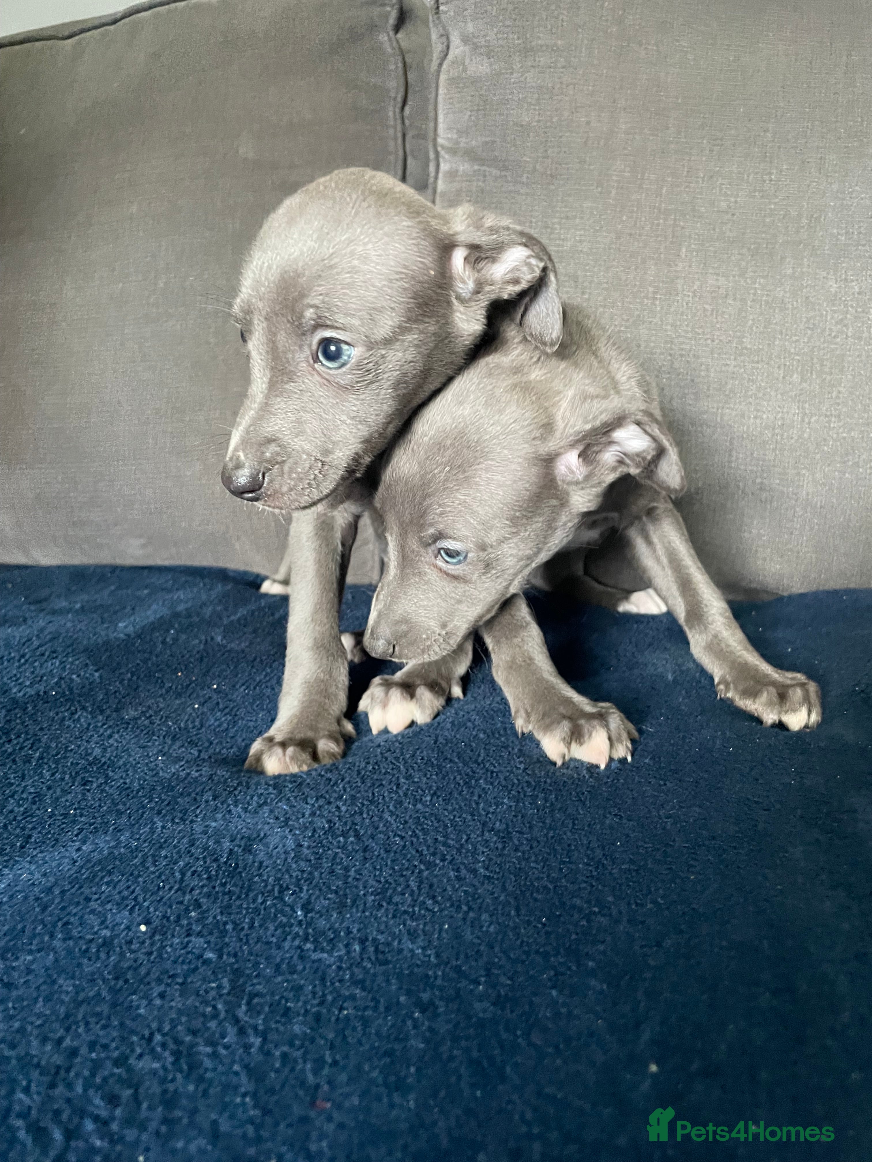 Whippet dogs Stunning whippet puppies - Advert 4