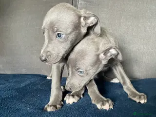 Whippet dogs Stunning whippet puppies - Advert 4