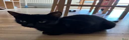 Mixed Breed cats for sale: Mixed breed kittens in Carlisle - Advert 2