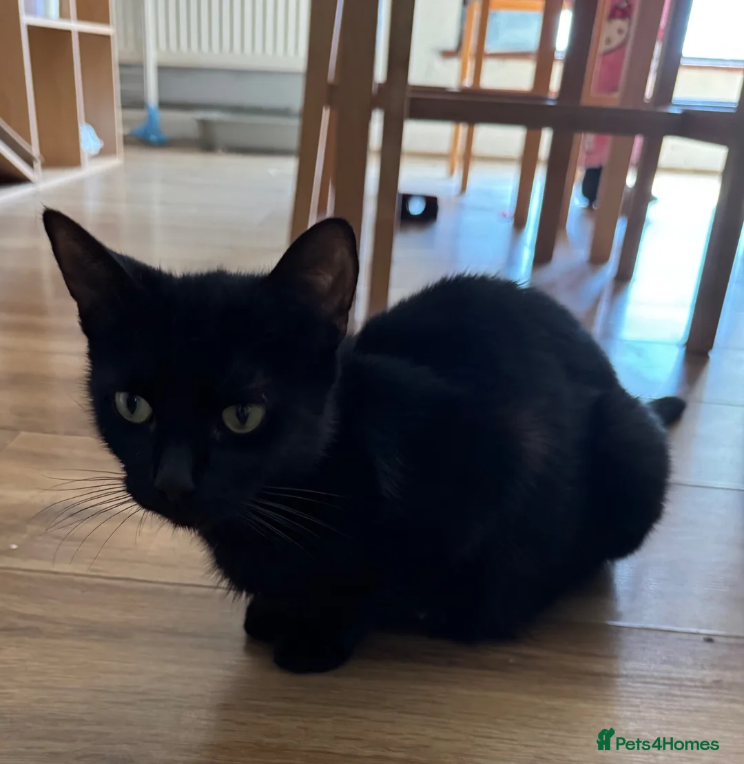 Mixed Breed cats for sale: Mixed breed kittens in Carlisle - Advert 2