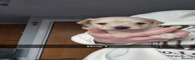 Chipoo cream boy