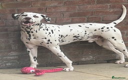 Dalmatian dogs for sale: Liver Dalmatian for sale.  - Image 7