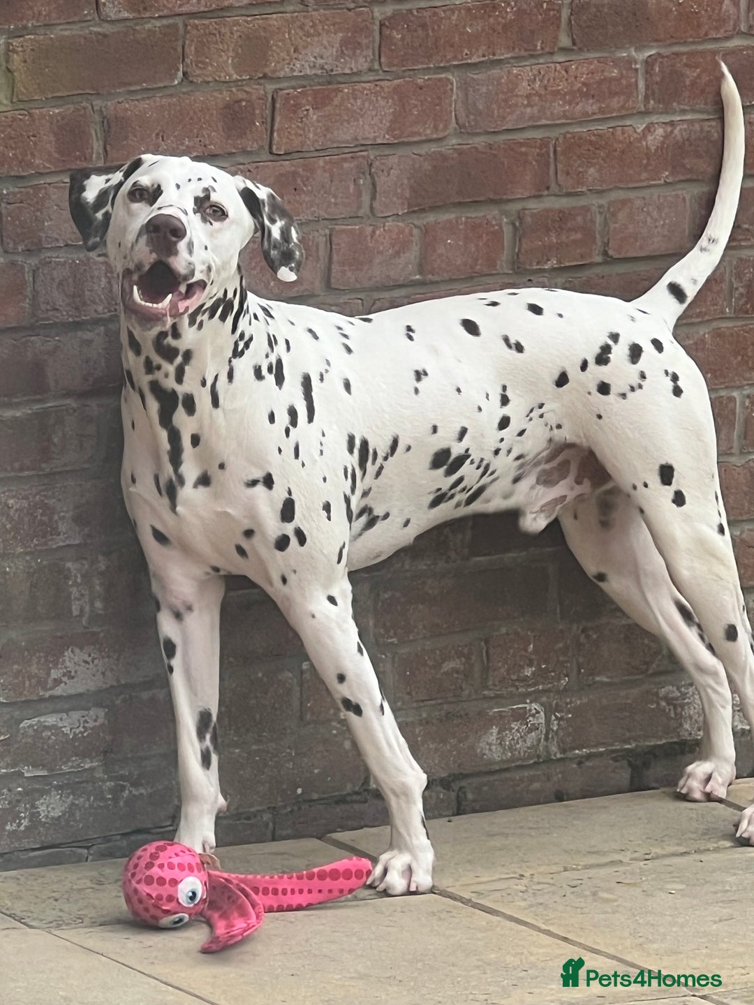 Dalmatian dogs for sale: Liver Dalmatian for sale.  - Image 7