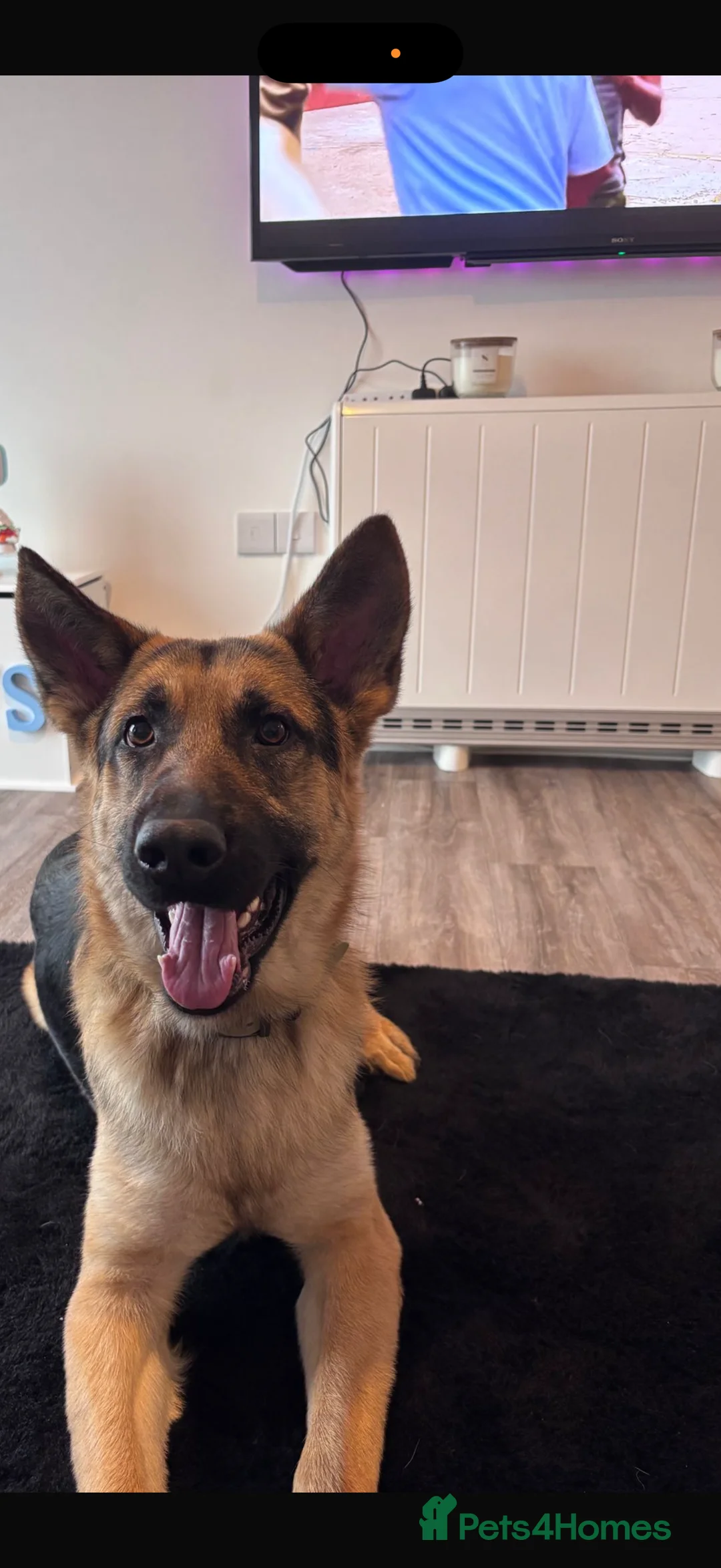 German Shepherd dogs for sale: Male 1 year old German shepherd  - Advert 3