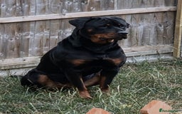 Rottweiler dogs for sale: Chunky Rottweiler puppies - Image 2