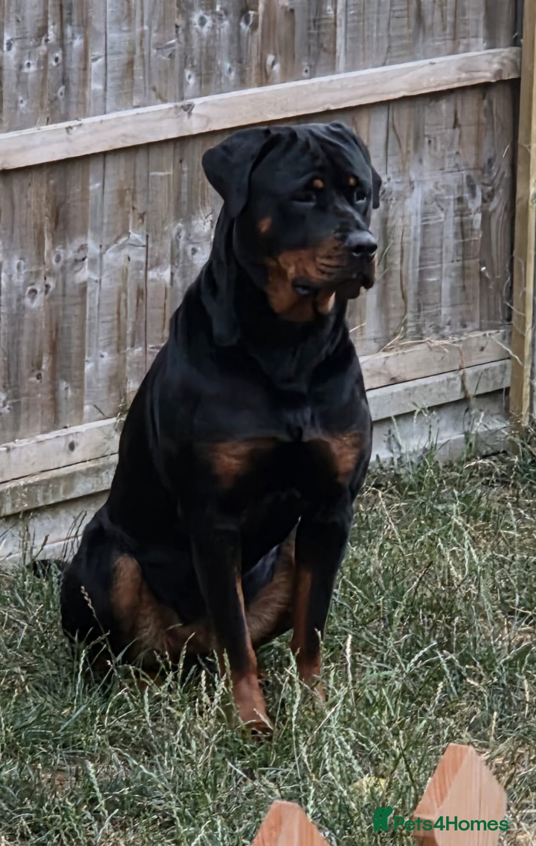 Rottweiler dogs for sale: Chunky Rottweiler puppies - Image 2