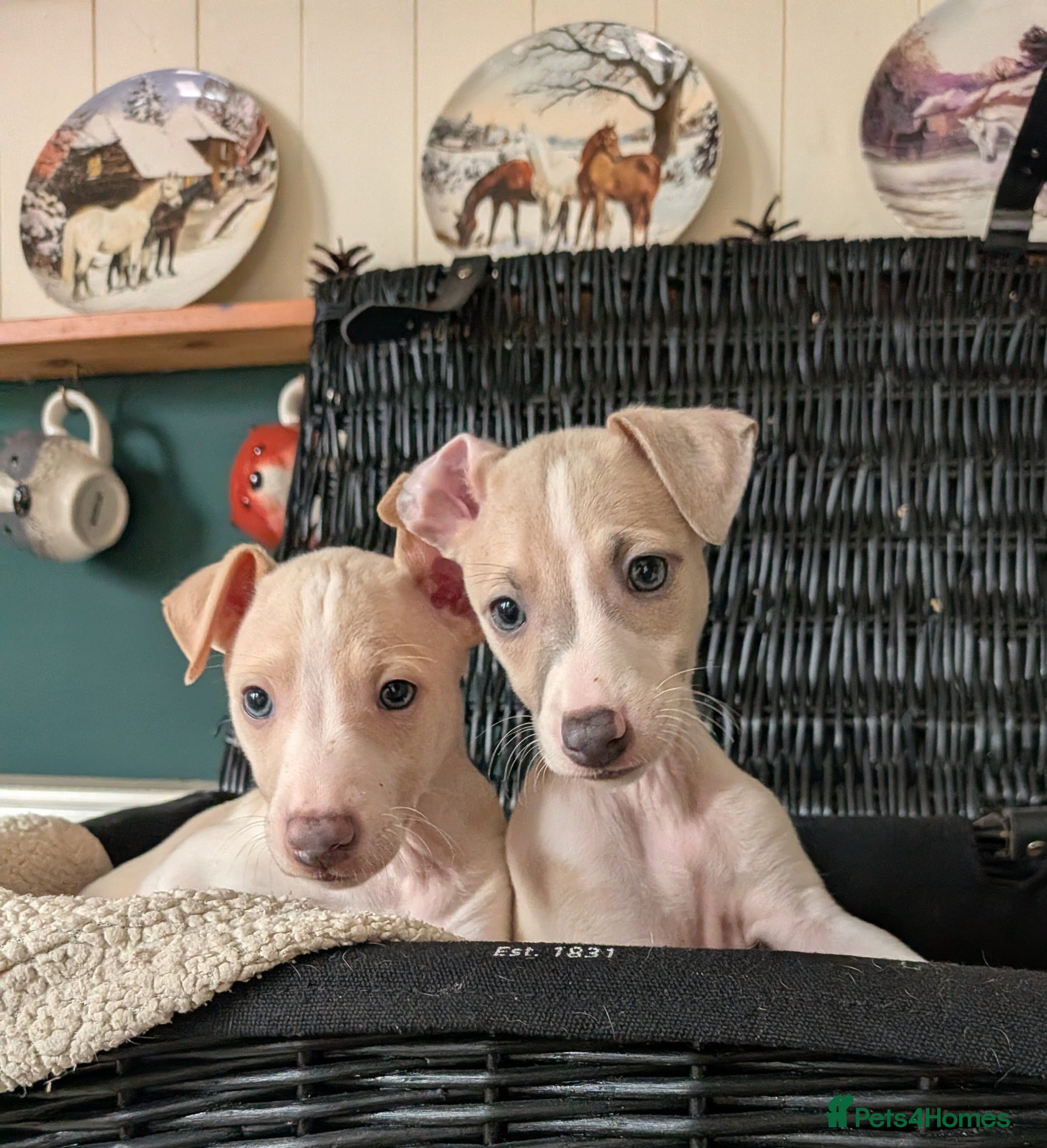 Italian Greyhound dogs BEAUTIFUL IGGY PUPPIES *ready to leave 29th - Advert 1