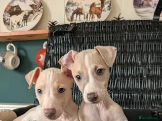 Italian Greyhound dogs BEAUTIFUL IGGY PUPPIES *ready to leave 29th - Advert 5