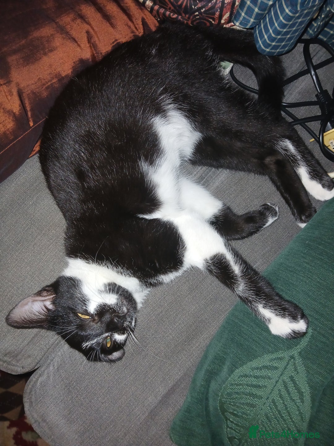 European cats for sale: 3 adorable kittens for sale  - Image 6