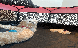 Maltese dogs for sale: 🌟 Premium Teacup, 100% Korean Maltese Puppies🌟 - Image 2
