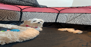 Maltese dogs - Advert 11