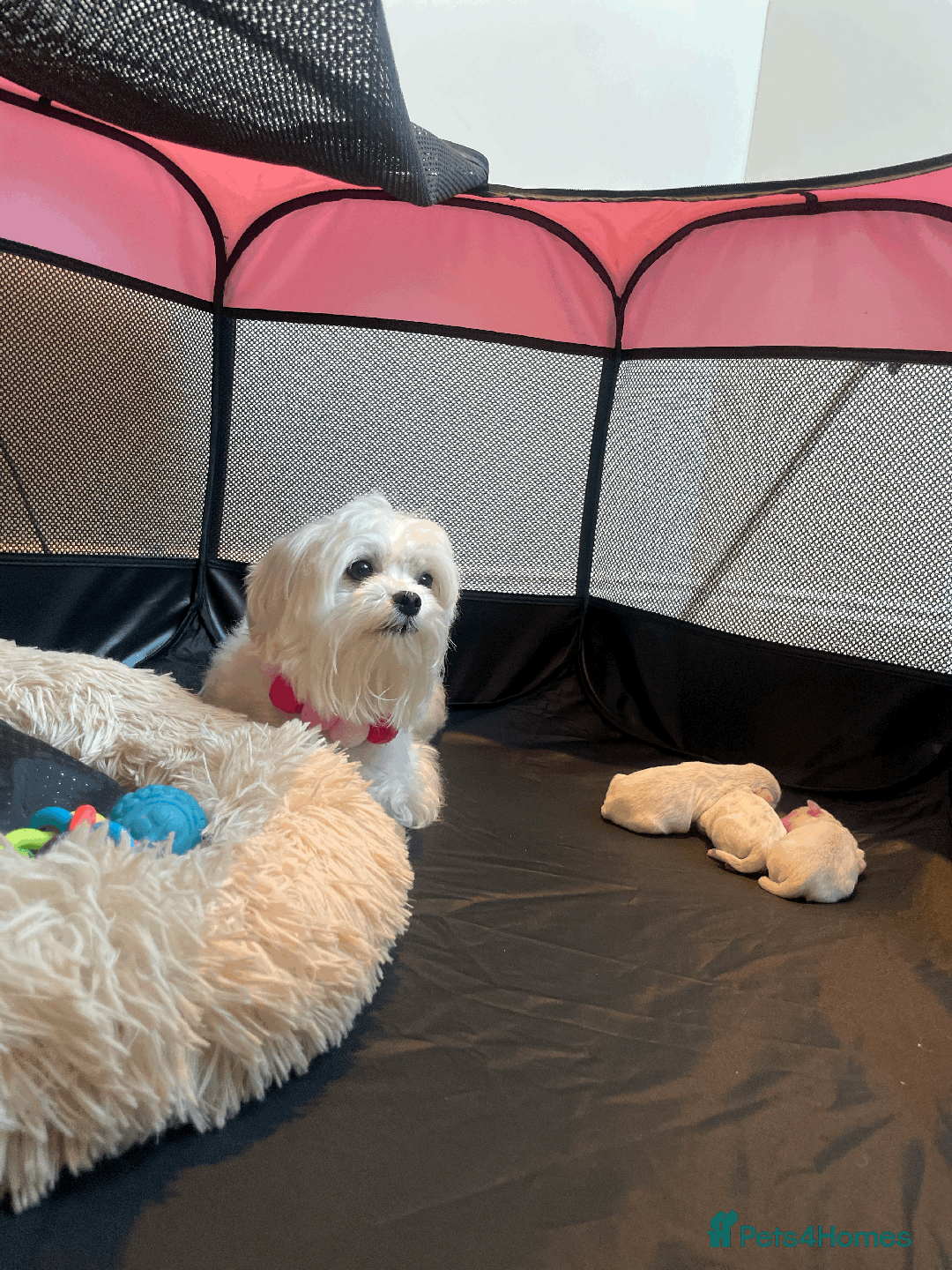 Maltese dogs for sale: 🌟 Premium Teacup, 100% Korean Maltese Puppies🌟 - Image 2