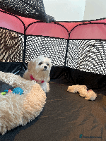 Maltese dogs ** ✨🎅 ** Special – Korean Maltese Puppies 🎁🐾 - Advert 1