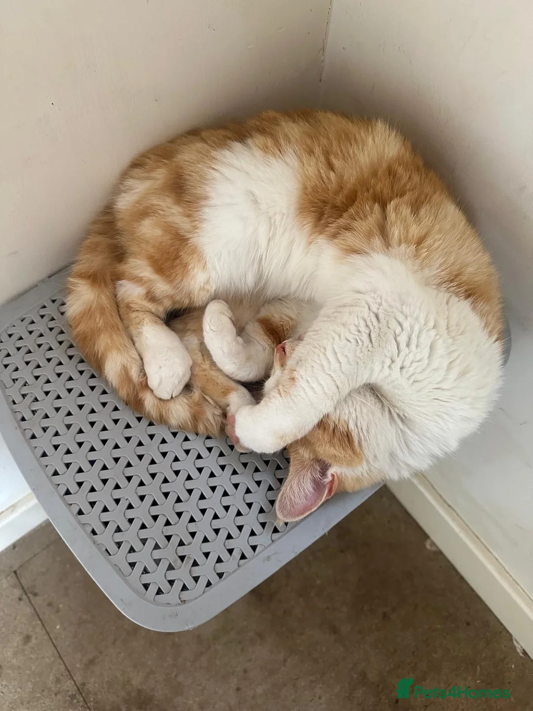 Mixed Breed cats for sale: Kittens beautiful fluffy  - Advert 15