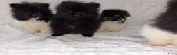 Pomeranian dogs for sale: Pomeranian puppy’s  - Advert 15