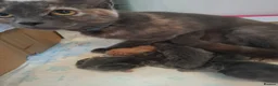 Mixed Breed cats for sale: 2 beautiful maincoone cross x mixed breed kittens  - Advert 13