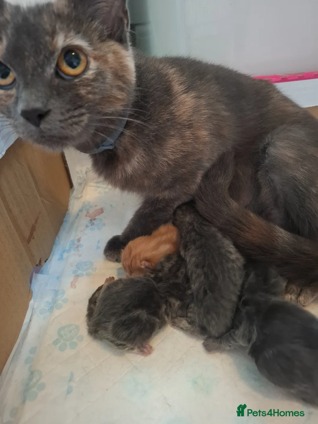 Mixed Breed cats for sale: 2 beautiful maincoone cross x mixed breed kittens  - Advert 13