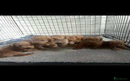 Cockapoo dogs for sale: F2 red Cockapoo puppies  - Image 19