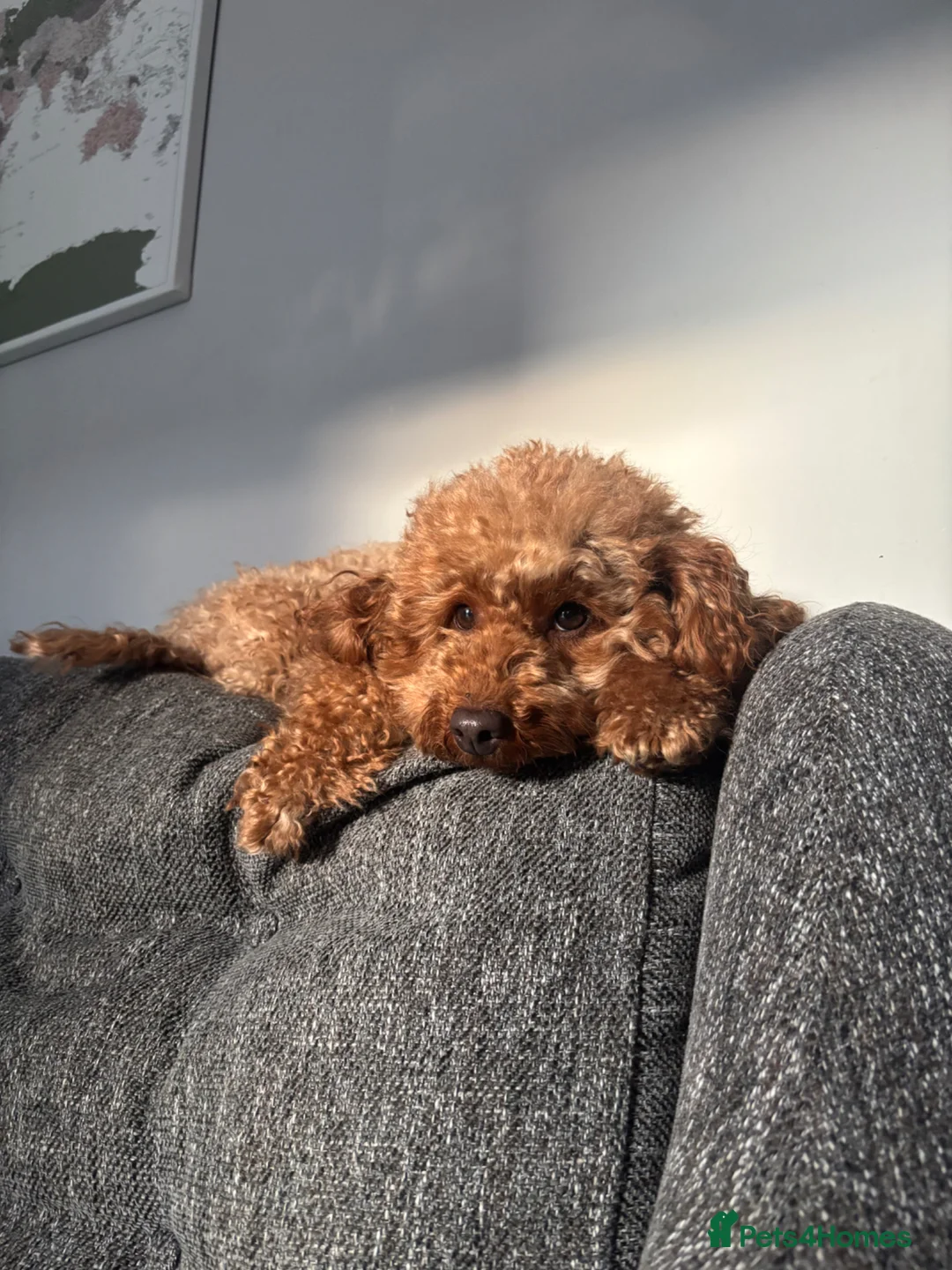 Mixed Breed dogs for sale: Only 2 left/Stunning Red Poodles  in King's Lynn - Advert 2
