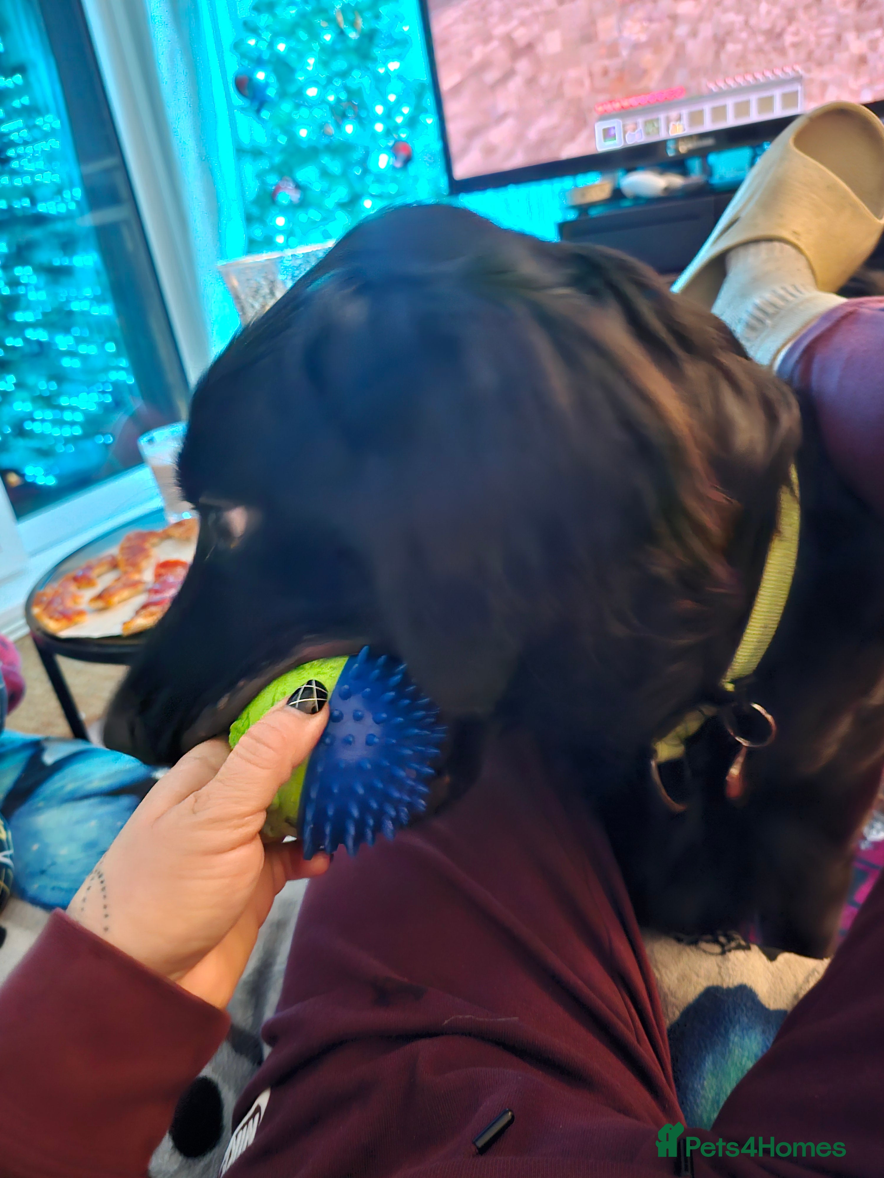 Mixed Breed dogs Newshep setter - Advert 12