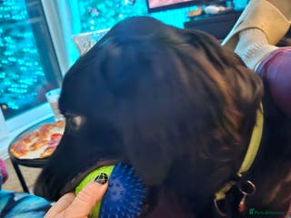 Mixed Breed dogs Newshep setter - Advert 4