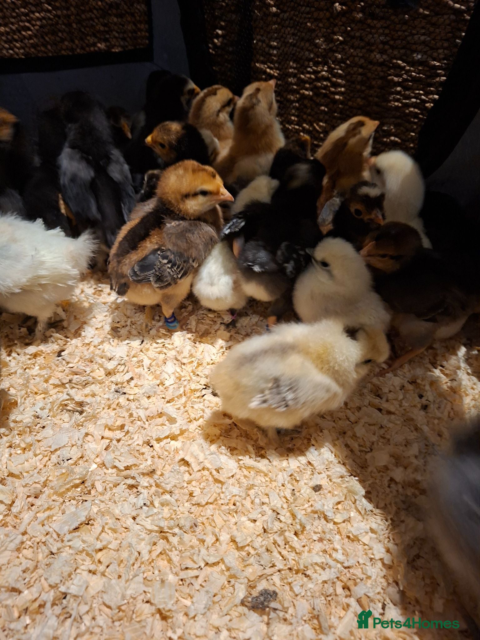 Chickens poultry Day old chicks - Advert 1