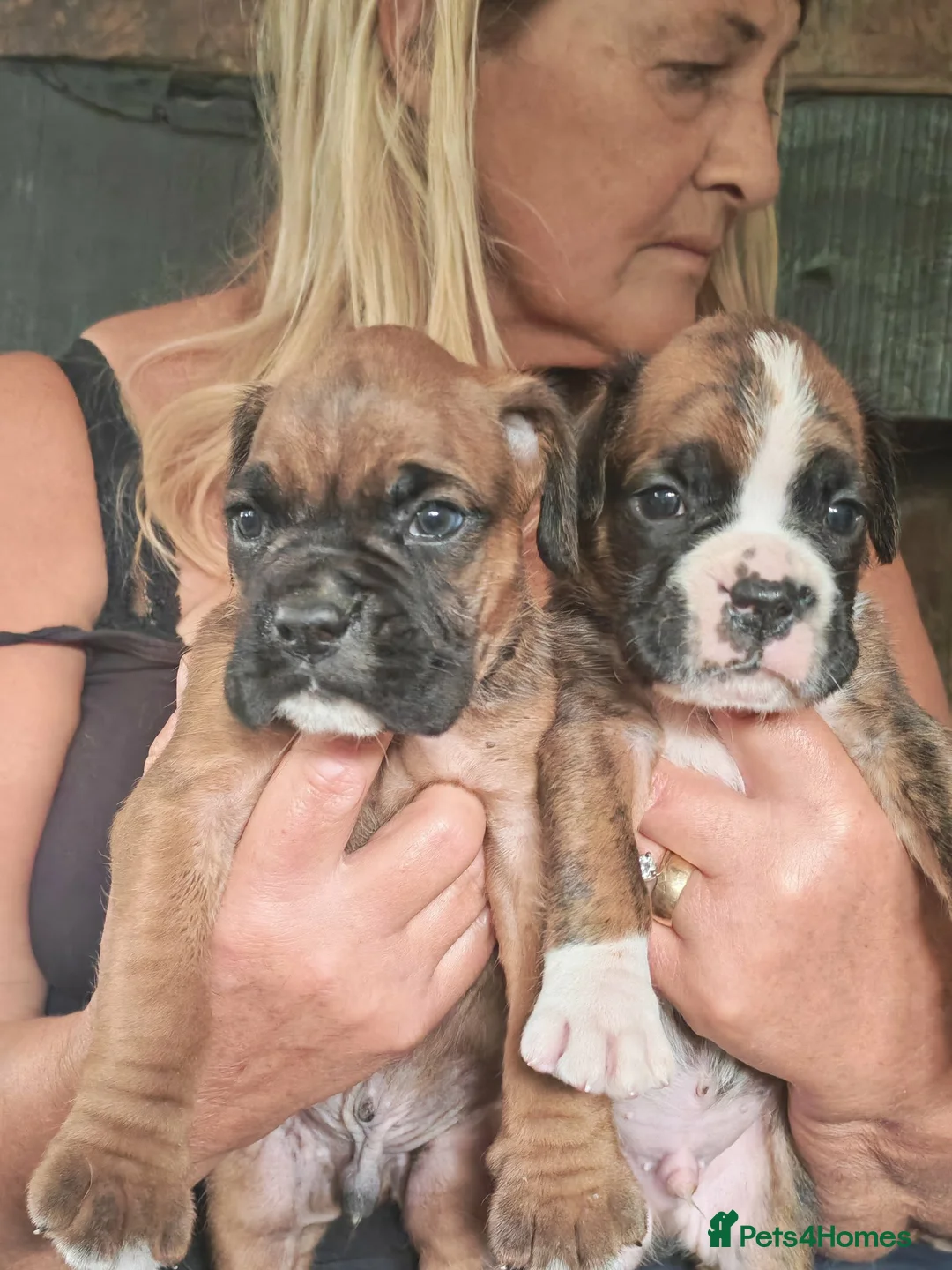 Boxer dogs for sale: Boxer puppies in Leicester - Advert 2
