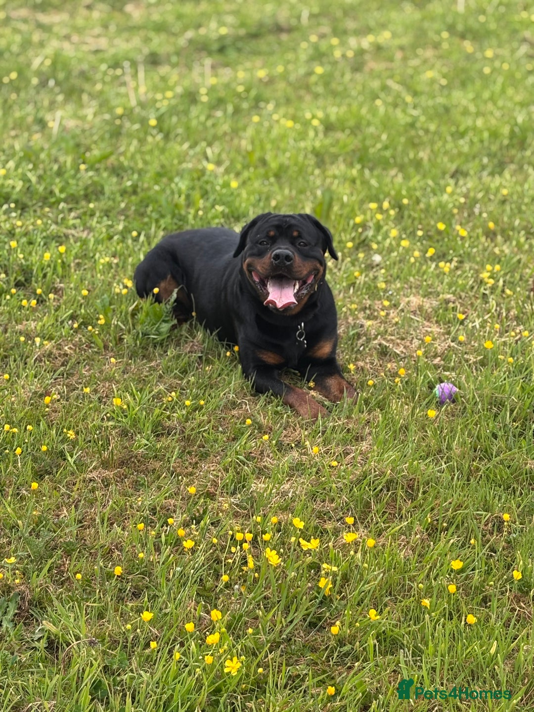Rottweiler dogs for sale: Rottweiler for Adoption – Experienced Home Only - Advert 10