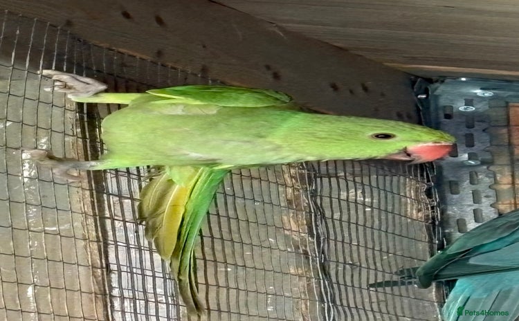 Ringnecks birds - Advert 3
