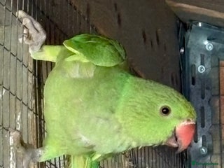 Ringnecks birds - Advert 32