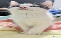 Domestic Shorthair cats for sale: Kittens ready now  - Image 2