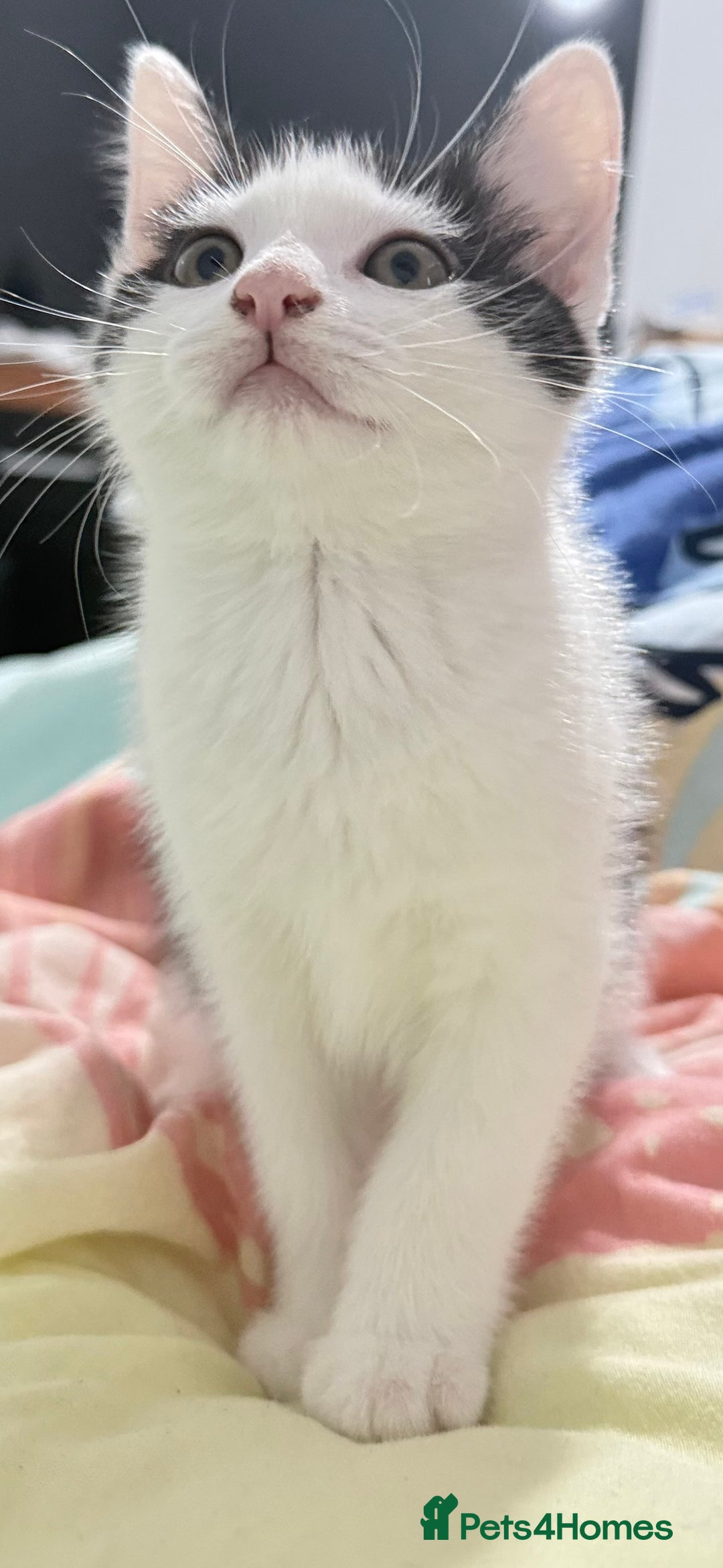 Domestic Shorthair cats for sale: Kittens ready now  - Image 2