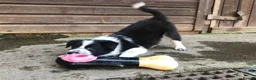 Border Collie dogs for sale: QUALITY BORDER COLLIE PUPPIES CHAMPION LINES in Cardiff - Advert 6