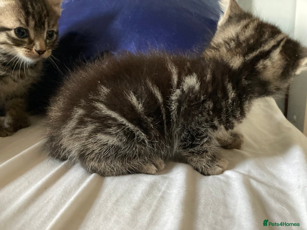 Mixed Breed cats for sale: Beautiful tabby kittens ready to leave  - Image 6