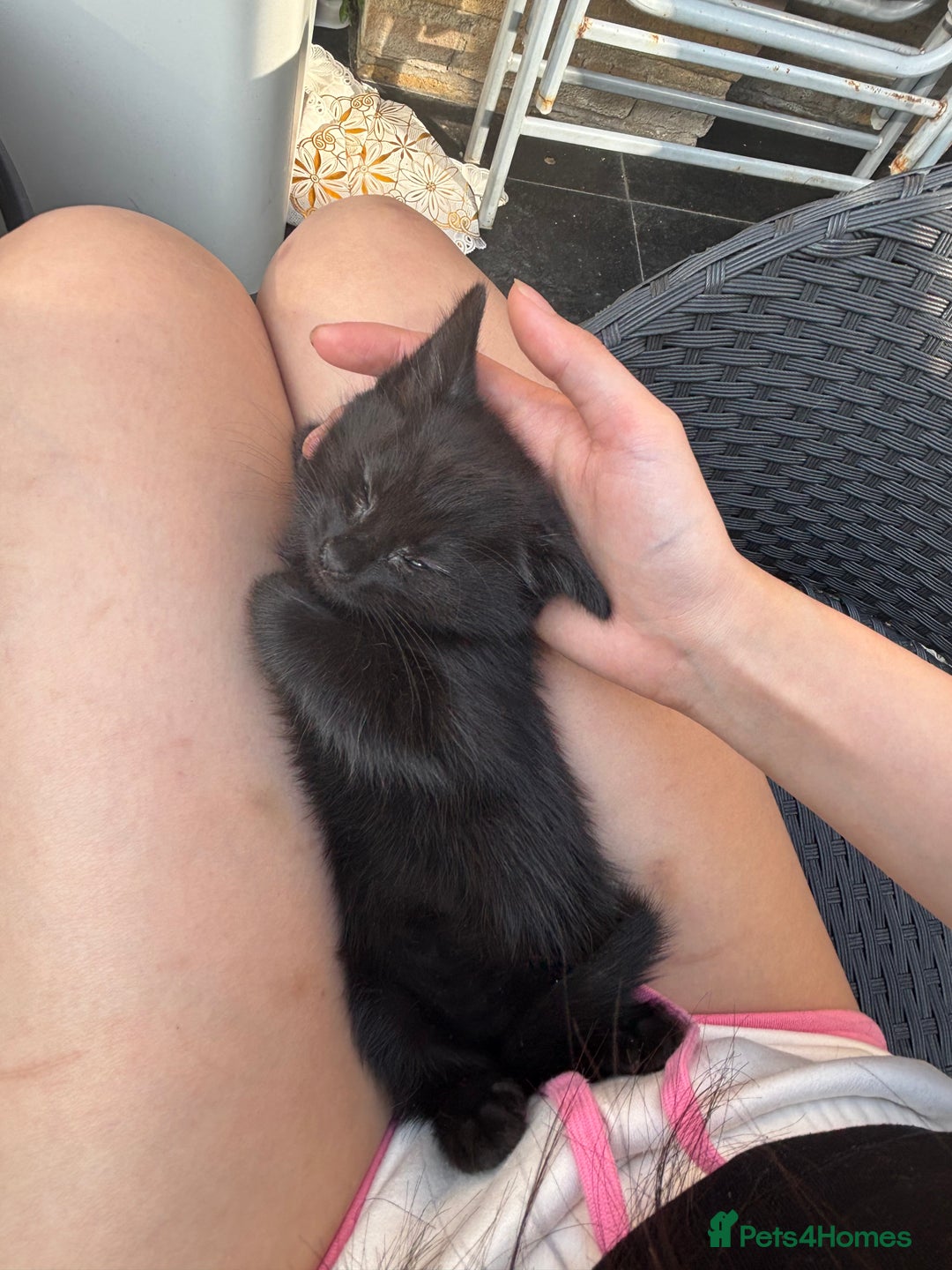 Mixed Breed cats for sale: black and tabby kittens looking for new home  - Image 12