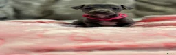 Italian Greyhound dogs for sale: 🏡 KC Italian greyhound puppies for sale 🏡 - Advert 13