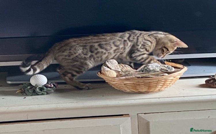 Bengal cats - Advert 4