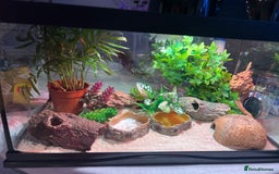 Gecko reptiles for sale: Female leopard gecko and enclosure  - Image 2