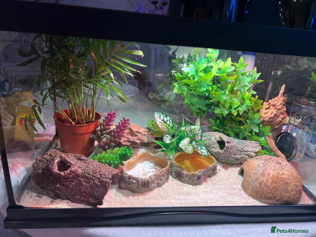 Gecko reptiles for sale: Female leopard gecko and enclosure  - Image 2