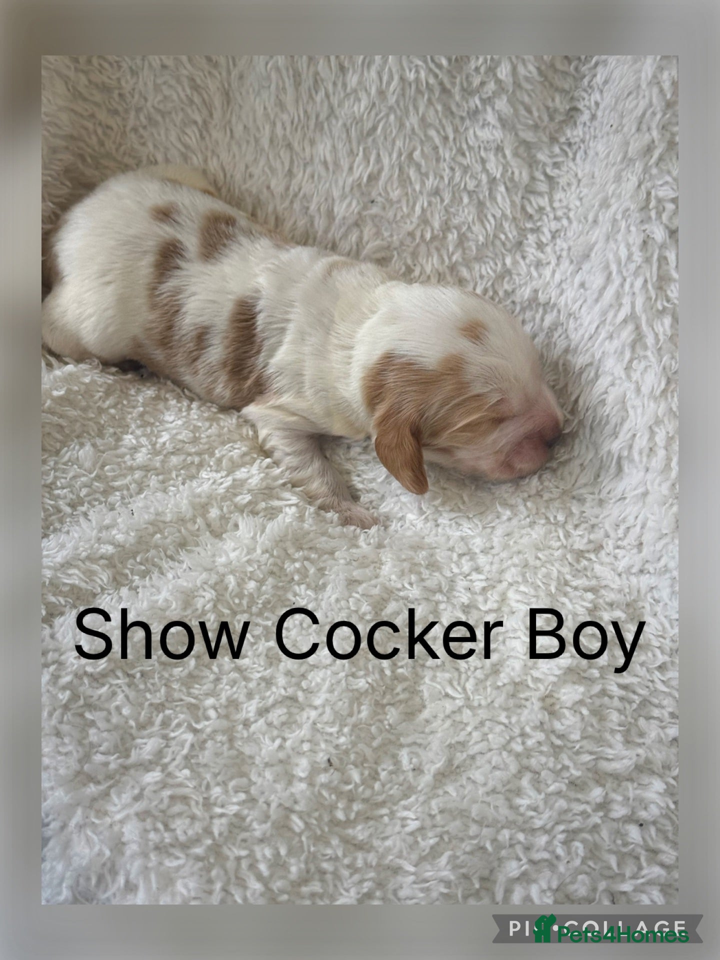 Cocker Spaniel dogs Show Cocker Spaniels Orange Roan - Advert 2
