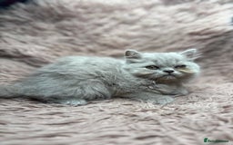 British Shorthair cats for sale: 🐾 GCCF Registered British longhair  Kittens ✨ - Image 8