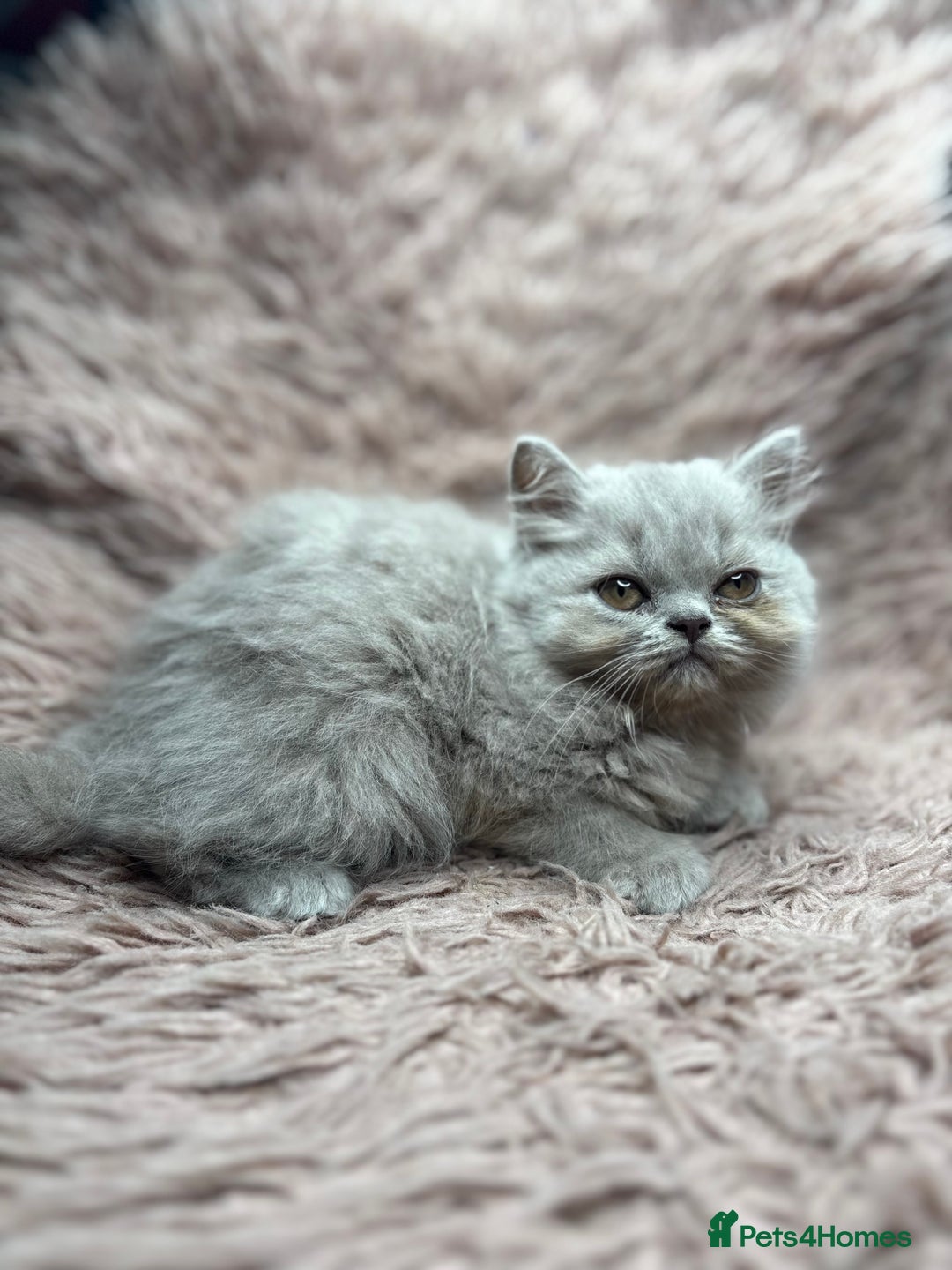 British Shorthair cats for sale: 🐾 GCCF Registered British longhair  Kittens ✨ - Image 8