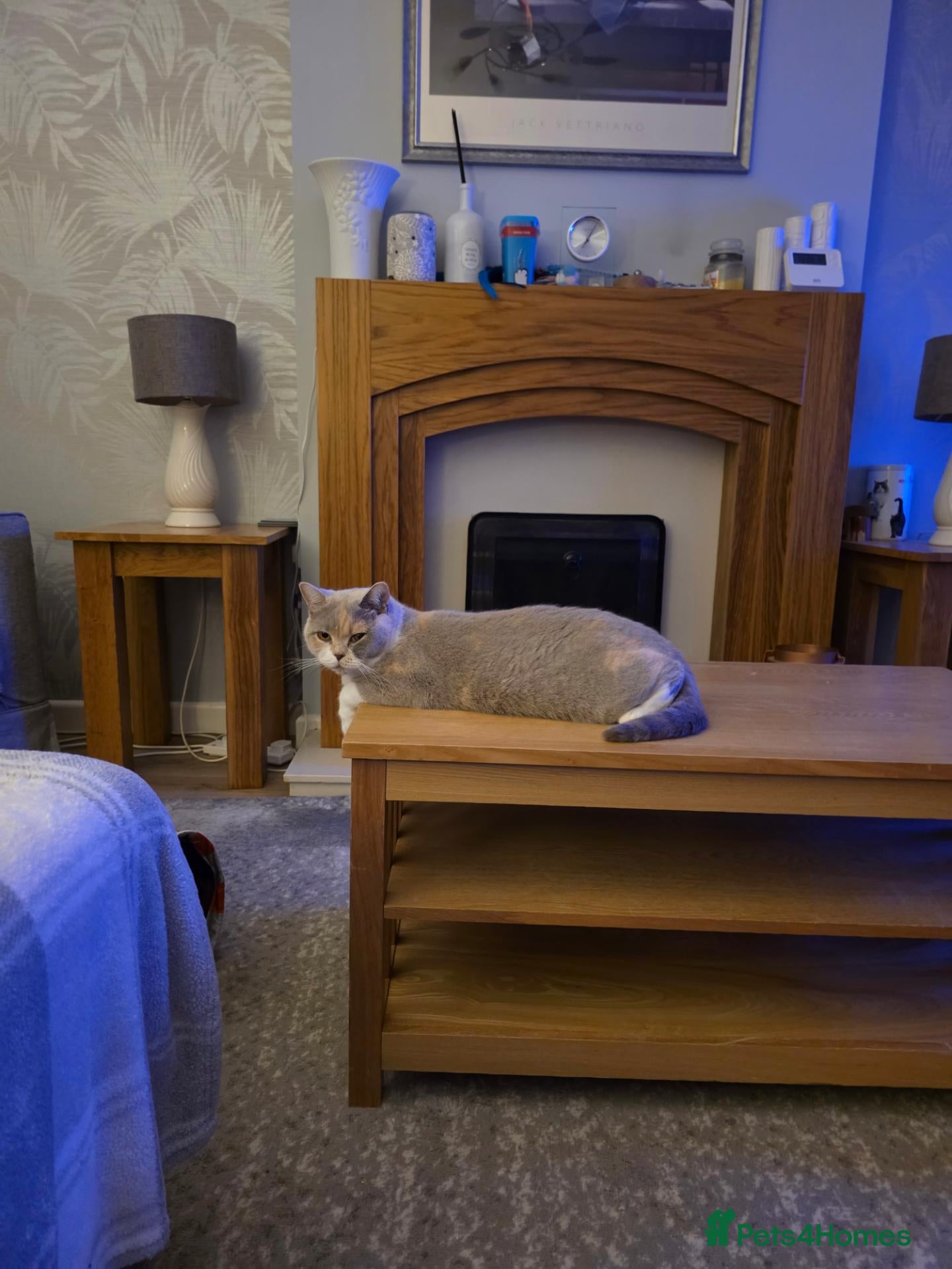 British Shorthair cats Kitten 1 - Advert 1