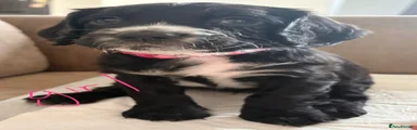 Cocker Spaniel 3